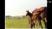 کلیپ عکس اسب های عرب