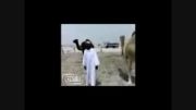 عاقبت رد شدن از زیر شتر!!!!!$محمود تبار