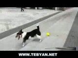 بازی سگ با توپ!