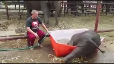 حمام بچه فیل