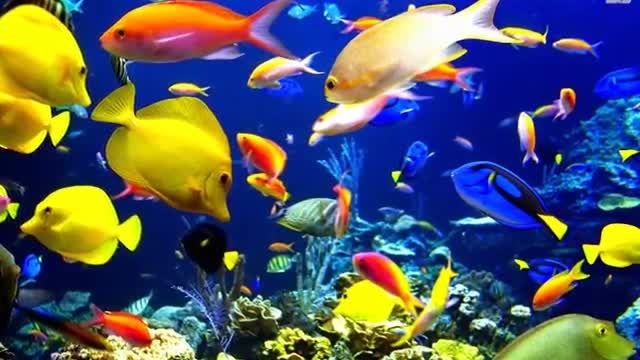 زیبایی فوق العاده ماهیان رنگارنگ اقیانوس و فوق زیبا