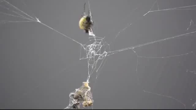spiders into zombiesفیلم یک عنکبوت در اسارت لارو زنبور