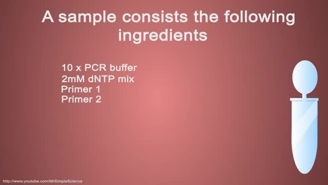 PCR - Polymerase Chain Reaction