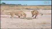 تیکه پاره کردن تمساح توسط 2 شیر نر جوان