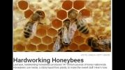 زنبور چگونه عسل میسازد؟