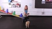 آموزش رقص به سگ