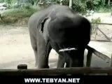 فیل موسیقی دان