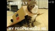 گربه عشق پرواز