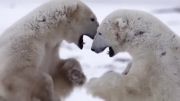 ملاقات خرس قطبی و خرس گریزلی