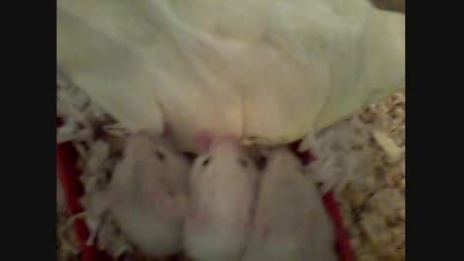 بچه همسترهای من2