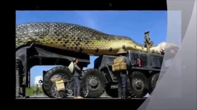 بزرگ ترین مار جهان