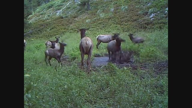 (wolf attack elk (youtube