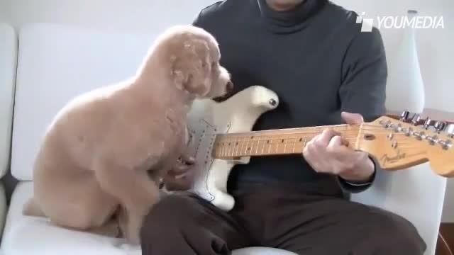 سگی که گیتار میزنه
