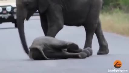 کمک فیلها برای برخاستن یک فیل از زمین