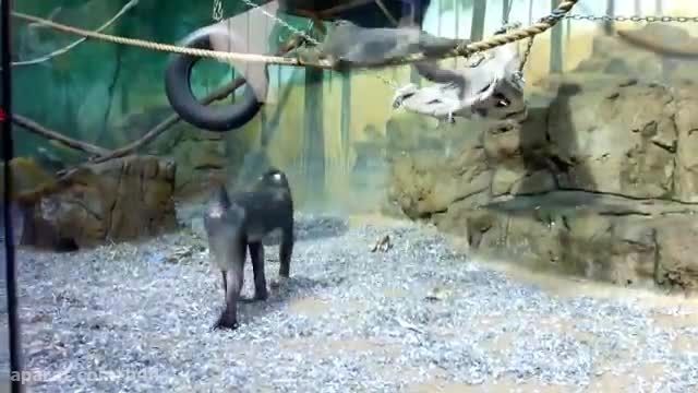 میمون مندریل در باغ وحش