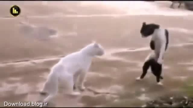 درگیری گربه ها ...