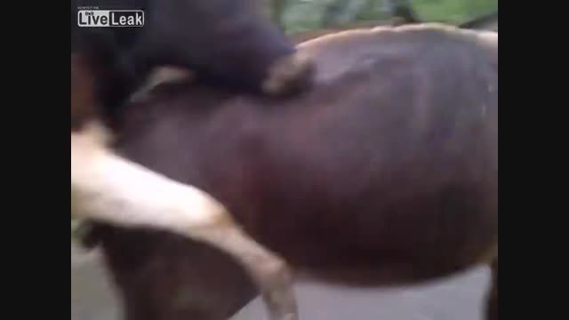 گیر دادن گاو نر به گاو ماده ...... Very Funny Animals
