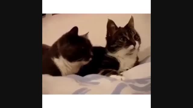 حرف زدن گربه ها