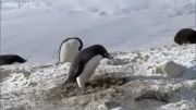 پنگوئن مجرم در حال دزدی :) www.behsharik.com
