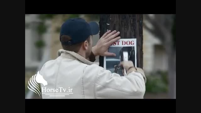 دوستی اسب و سگ در تبلیغ جالب