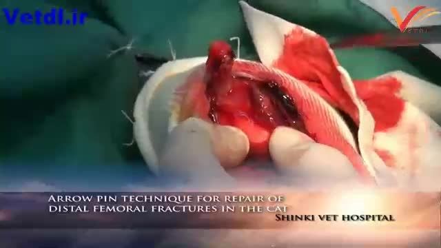روش پین گذاری برای اصلاح شکستگی استخوان ران در گربه(2)