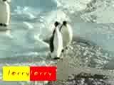 یه حرکت جالب از پنگوئن