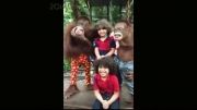 فیگورای جالب میمون ها موقع عکس گرفتن مردم باهاشون