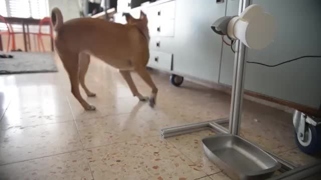 ساخت اسباب بازی برای سگ با استفاده از پرینتر سه بعدی