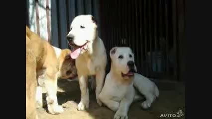 سگهای پلنگ نما