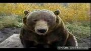 خرسای گریزلی رام شده در باغ وحش آمریكا