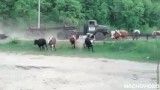 تصادف راننده گاو با گله گاوها