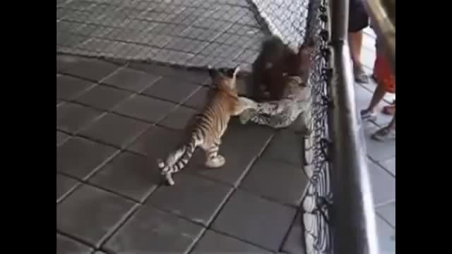 میمون و ببر و گربه بامزه