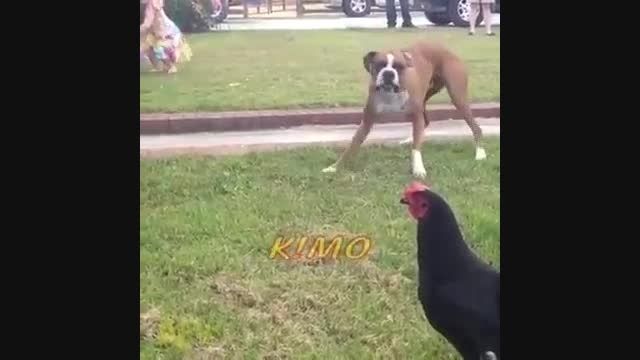 ترسیدن سگ توسط مرغ