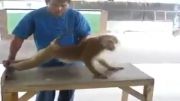 حرکات جالب میمون