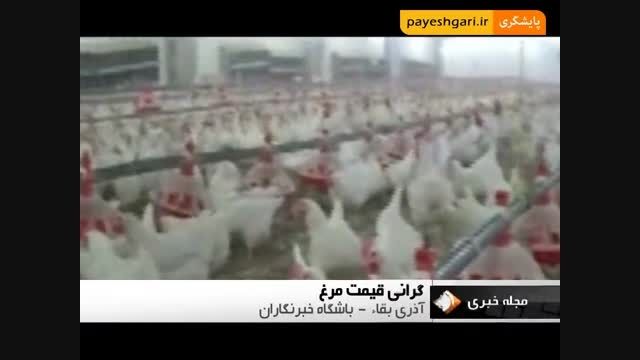 گرانی قیمت مرغ