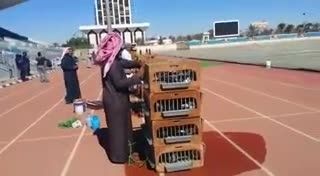 مسابقه کبوتران مسافتی -معرف ب بارسلونای عرب