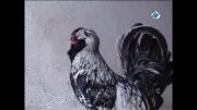 نگهداری پرندگان کمیاب با ایرانی خوش ذوق