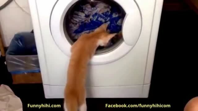عکس العمل گربه ها به لباسشویی