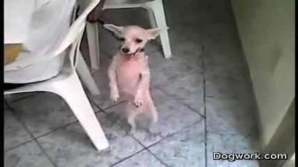 سگ رقاص :))