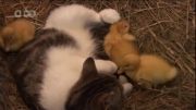 ویدئویی فوق العاده از همزیستی و محبت گربه به جوجه اردکها
