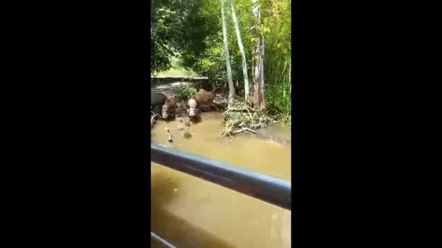 شکار گراز توسط تمساح