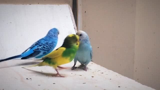 lovely birds