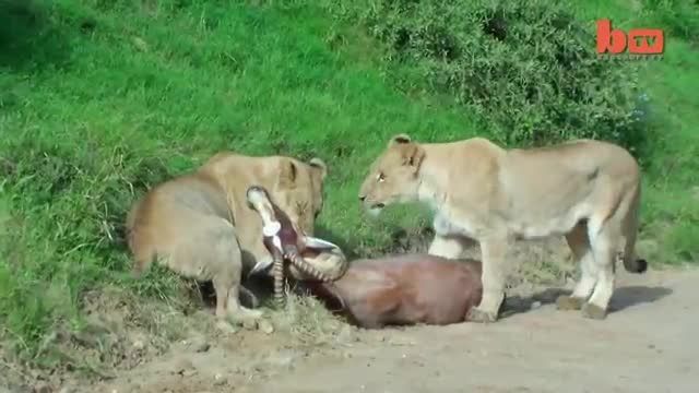 Leaping Lion Catches Antelope In Mid-Air Attack