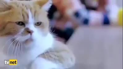 باهوش ترین گربه دنیا که درحالت تفکر هسته واقعا دیدنی