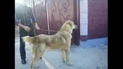 سگ قفقازی تیپ داغستانی