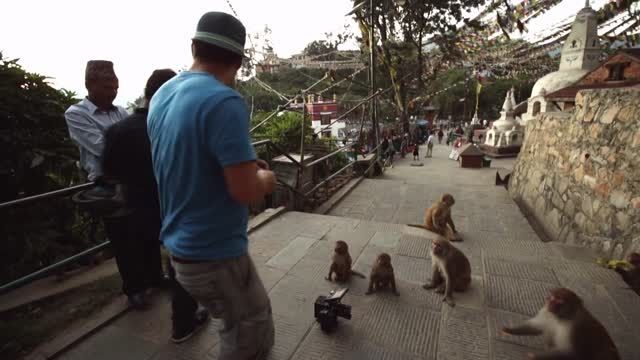 معبد میمون ها