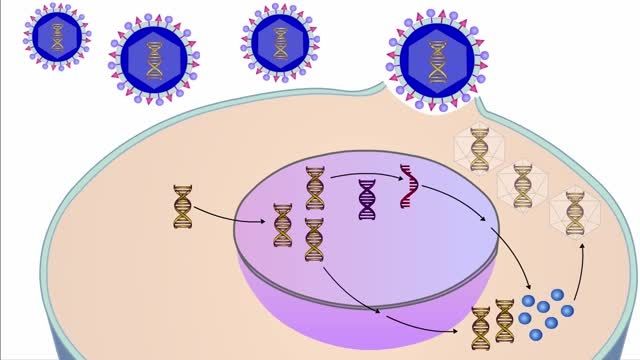 چرخه تکثیر ویروس