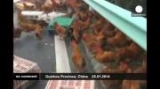 پلیس چین به‌ دنبال ۳هزار مرغ و خروس فراری - شهرآپ