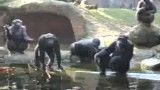 درخواست شامپانزه ها برای گرفتن غذا