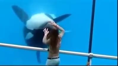 زیبا ترین و تربیت شده ترین و جالب ترین نهنگ دنیا